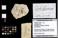 Foto (Objekt + Etiketten) von Cyclothyreus sp. 